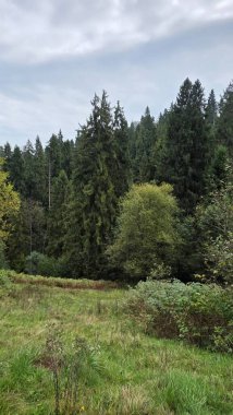 Bask Ülkesi 'ndeki Orman