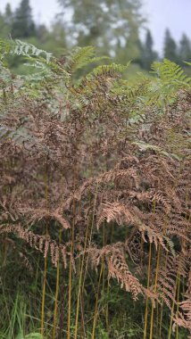 Üç boyutlu güzel yeşil bitkiler.