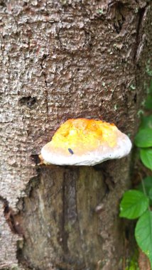 Ormanda yerde mantar mantarı var.