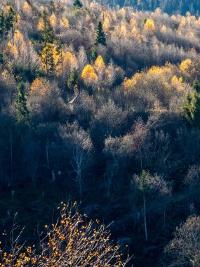 Ağaçlar ve yapraklarla dolu sonbahar manzarası