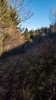 Ormanın güzel manzarası