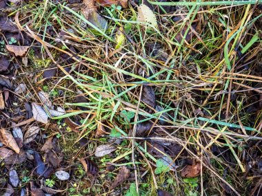 Ormanda yeşil yapraklar