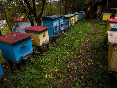 Ormanda arıcılık yapmak