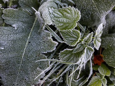 Çimlerin üzerinde don. sonbahar bitkileri
