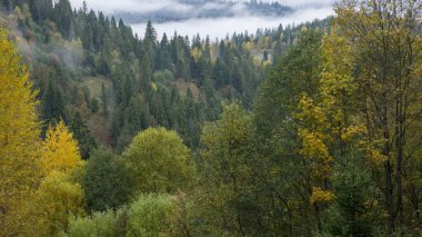 Ağaçlı renkli sonbahar manzarası