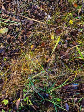 Sonbaharda sonbahar parkında kuru otlar.