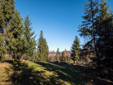 Ormandaki ağaçlar güneşli bahar günlerinde. Slovakya