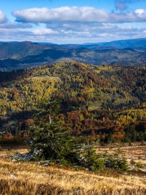 Ormanı ve dağ yolu olan güzel sonbahar manzarası