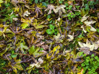 Ormanda sonbahar yaprakları