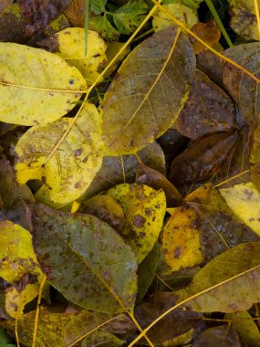 Sonbahar yaprakları, sonbahar bitkileri