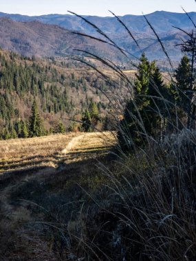 Ormanda bir ağacı olan güzel bir sonbahar manzarası