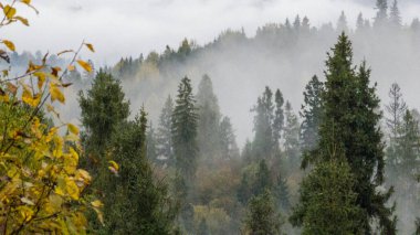 sisli orman sabah sisi