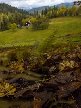 Ukrayna 'da Karpatlar' da sonbahar.