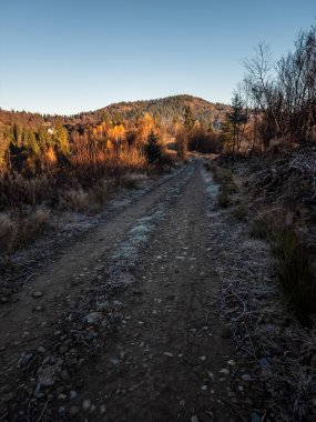 Bulutlu bir günde ağaçların arasından geçen toprak yolun güzel bir görüntüsü.