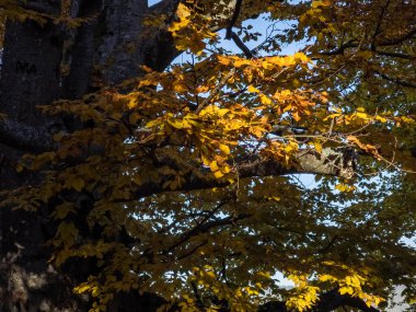 Sonbahar yaprakları, sonbahar yaprakları