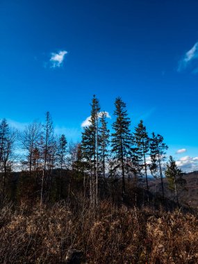 Bir ağaç ve mavi gökyüzü ile sonbahar manzarası