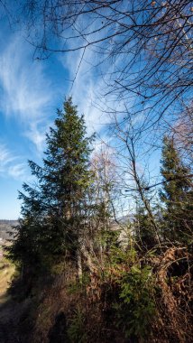 Mavi gökyüzünün altındaki ormandaki güzel bir ağacın dikey görüntüsü.
