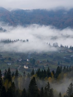 Ağaçlar ve sisli güzel sonbahar manzarası