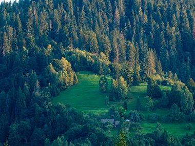 Dağlarda güzel yeşil ağaçlar