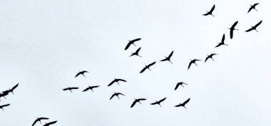 Gökyüzünde uçan kuş sürüsü