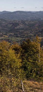 Bir dağ yolu ve bir ağacı olan sonbahar manzarası