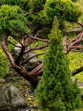 Güzel botanik fotoğrafı, doğal duvar kağıdı.