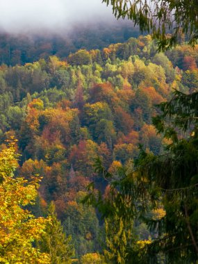 Dağlarda güzel bir sonbahar ormanı