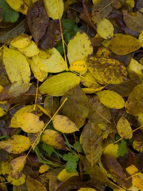 Sonbahar yaprakları yerde.