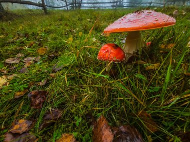 Ormanda, sonbahar mevsiminde, agarik uçmak