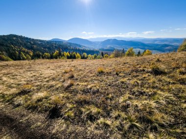 Sonbaharda dağlarda yeşil yaprakları olan güzel bir ağaç görüntüsü.