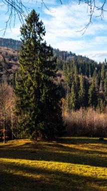 Yeşil arka planı olan güzel bir ağaç görüntüsü.