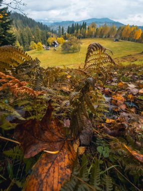 Ormanda renkli bir sonbahar