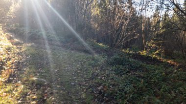 Ağaçlar ve yapraklarla dolu güzel sonbahar manzarası