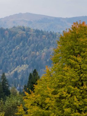 Güzel sonbahar manzarası, ağaçlar ve yapraklar Çeçen Cumhuriyeti 'nde ormanlarda