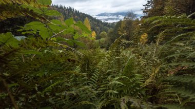 Dağlarda sonbahar ormanı