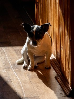 Kapıda oturan sevimli Jack Russell Terrier 'ın dikey çekimi.