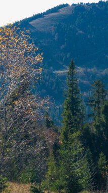 Dağlarda sonbahar ormanı