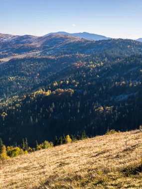 Ağaçlı sonbahar ormanı