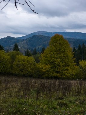 Bir ağaç ve bir ormanla sonbahar manzarası