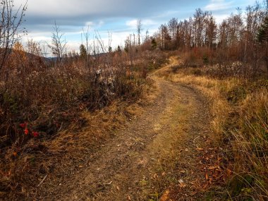 Sonbahar ormanına giden yol. Sonbahar manzarası