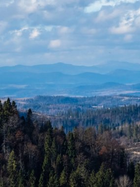 Dağlarda arka planda ağaçlar olan güzel bir orman görüntüsü.