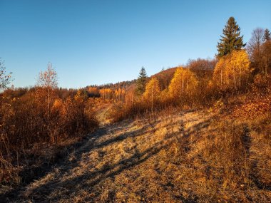 Güzel renkli sonbahar orman