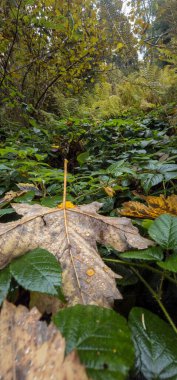 Ormanda sonbahar yaprakları