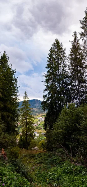 bir ağaç ile güzel dağ manzara