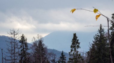 Dağlarda ormanı olan bir dağ manzarası