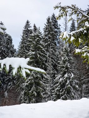 Karla kaplı ağaçlarla kaplı kış manzarası