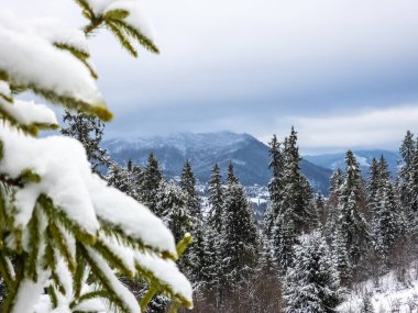 Karlı kış dağ ormanları. Karpat dağlarındaki dağların güzel kış manzarası