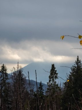Ağaçlar ve yapraklarla dolu sonbahar manzarası