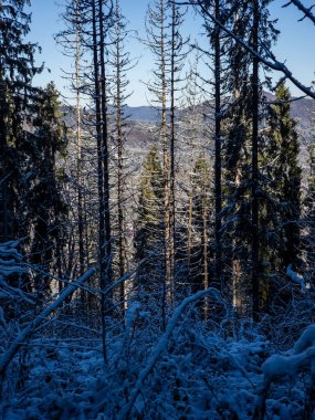 Kar ve ağaçlarla kaplı kış manzarası