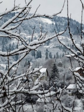 Kış ormanlarında karla kaplı ağaçlar